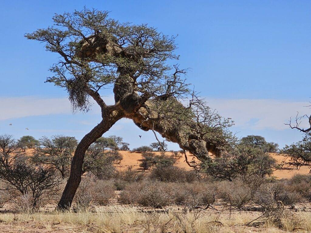Desierto del Kalahari