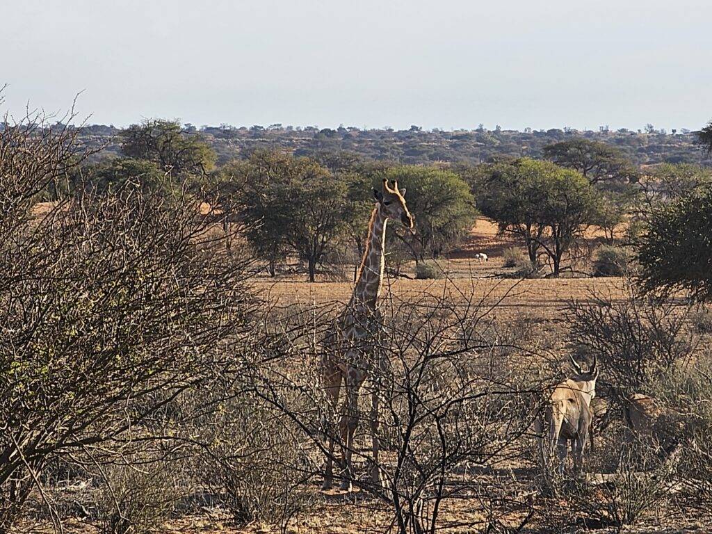 Desierto del Kalahari
