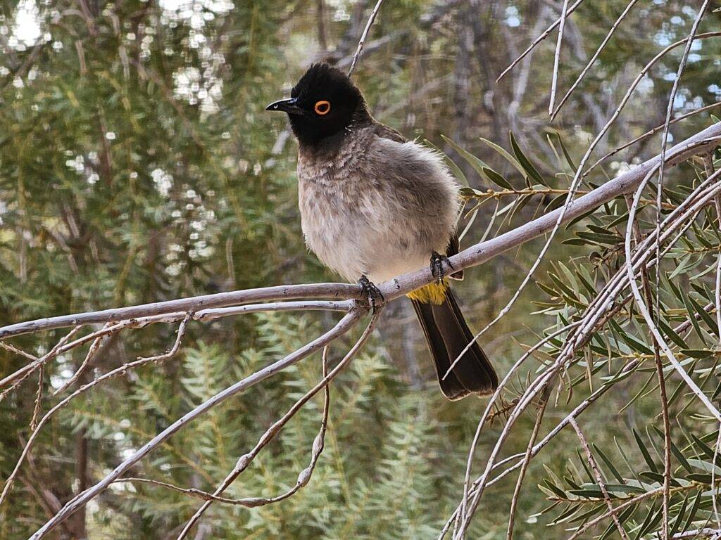 Hobas Lodge. pajaritos
