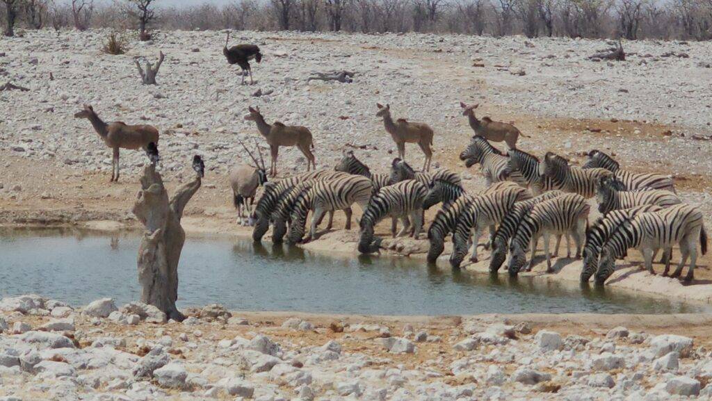 Waterhole Etosha Namibia